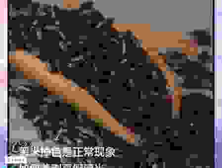 煮黑米掉色正常吗？别再被误导了，真实情况告诉你