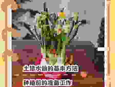 水仙花种植必备指南,养殖方法和注意事项全都有!