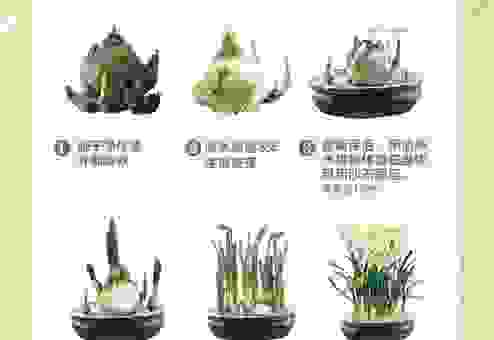 水仙花种植必备指南,养殖方法和注意事项全都有! 水仙花种植必备指南,养殖方法和注意事项全都有!