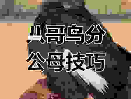 公八哥与母八哥区分怎么做?对比这三个地方就知道!