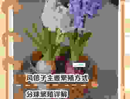 风信子的养殖方法和注意事项，掌握这两点开花更香！
