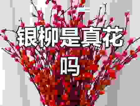 银柳是真花还是假花?带你揭秘这种植物的真相! 银柳是真花还是假花?带你揭秘这种植物的真相!