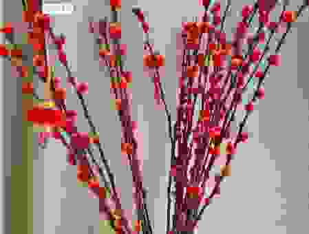 银柳是真花还是假花？带你揭秘这种植物的真相！
