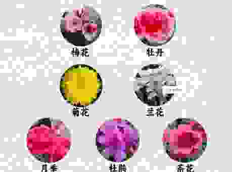花木象征的意义有哪些？盘点常见花卉的文化内涵
