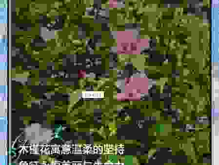 花木象征的意义有哪些?盘点常见花卉的文化内涵